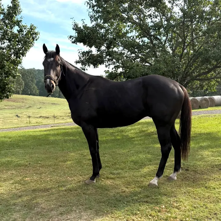 Cat Storm - Race Horse Adoption