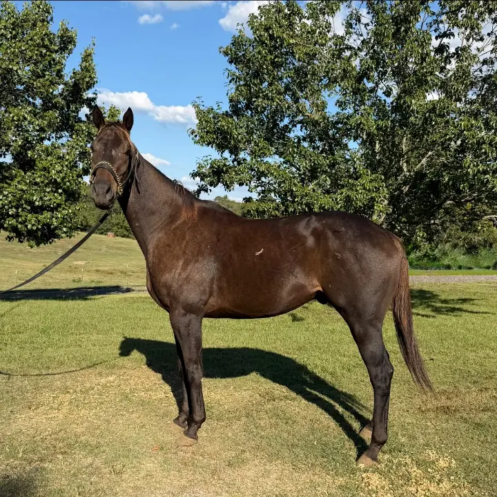 I'm No Joke - Race Horse Adoption
