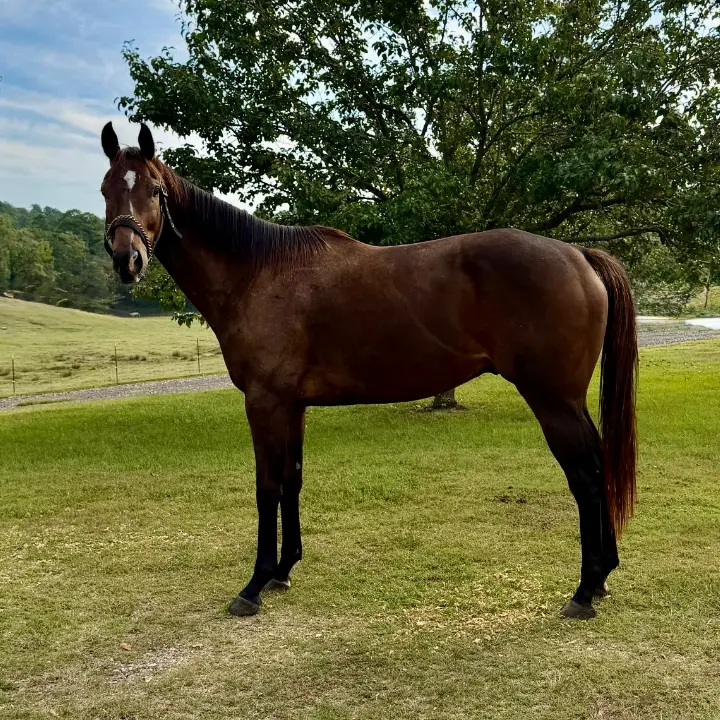 K Crown - Racehorse Adoption