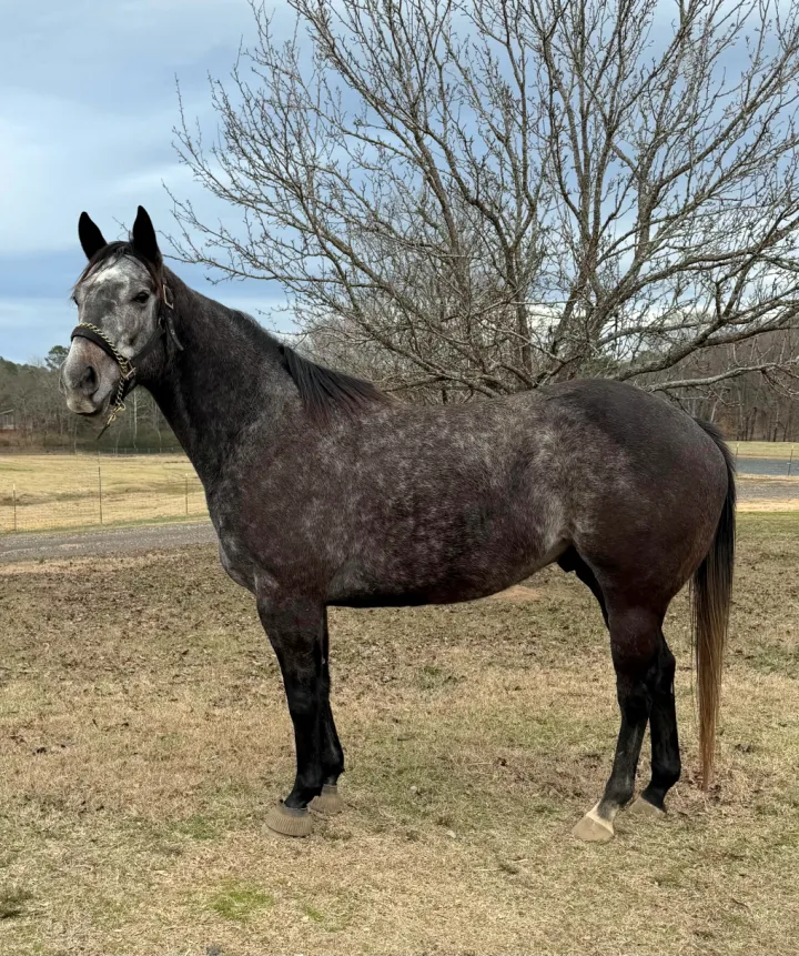Atomic - Retired Race Horse available for adoption in Arkansas
