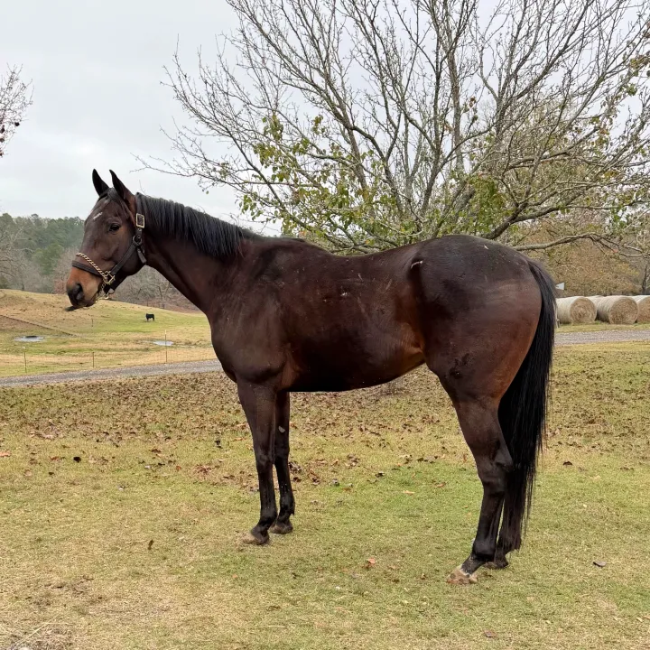 Final Bet - Race Horse Adoption