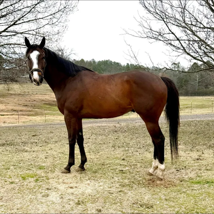 Hey Mister - Race Horse available for adoption at Arkansas Thoroughbred Retirement & Rehabilitation