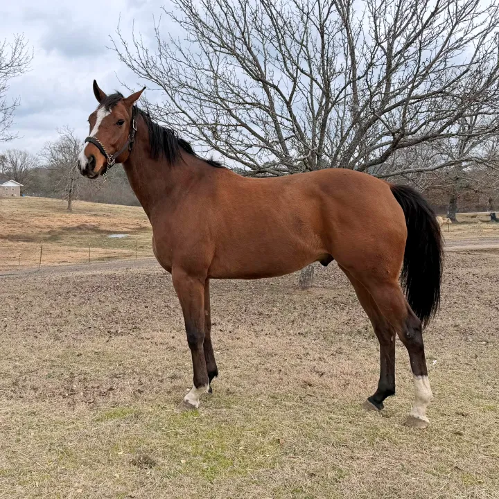 Kistler - Thoroughbred available for adoption - Race Horse Adoption