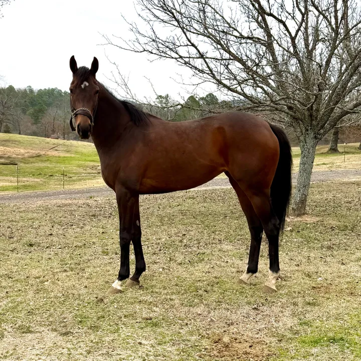 Hey Mister - Race Horse available for adoption at Arkansas Thoroughbred Retirement & Rehabilitation