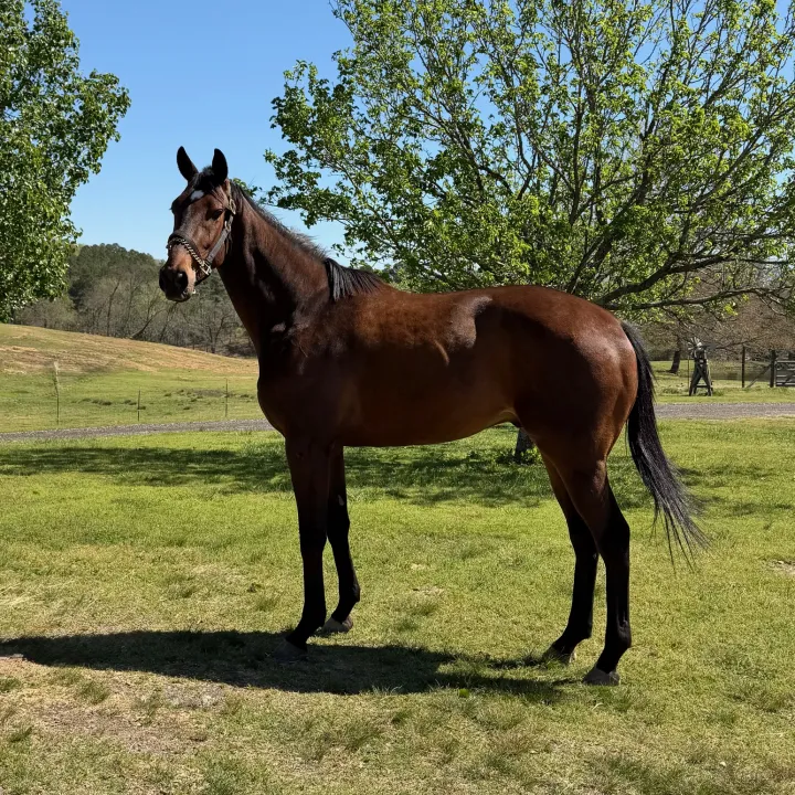 Kistler - Thoroughbred available for adoption - Race Horse Adoption