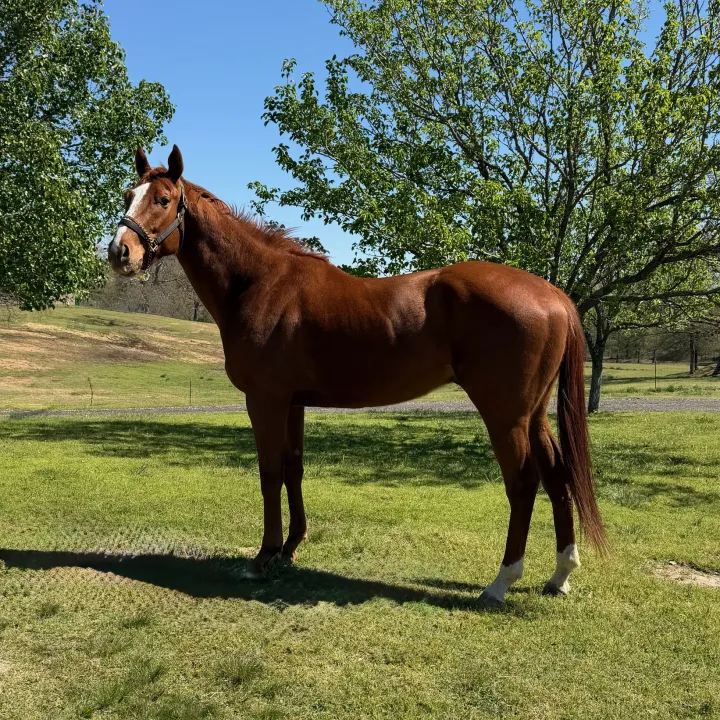 Final Bet - Race Horse Adoption