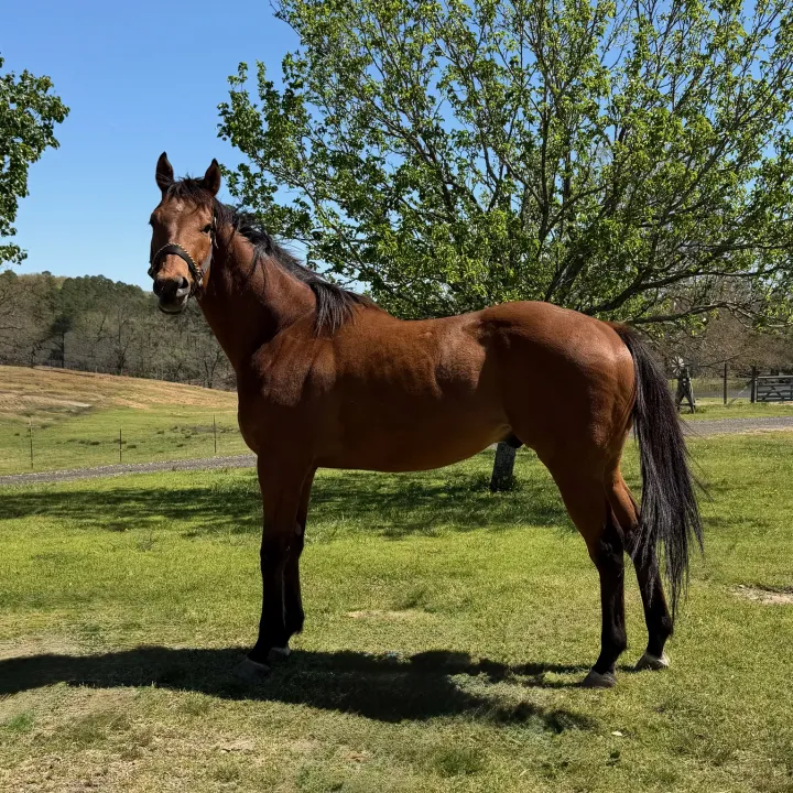 Hey Mister - Race Horse available for adoption at Arkansas Thoroughbred Retirement & Rehabilitation