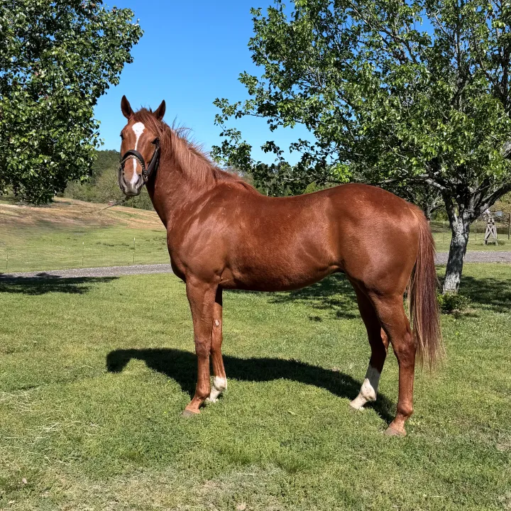 Race Horse Adoption in Arkansas - Funny Story