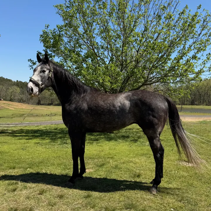 I'm No Joke - Race Horse Adoption