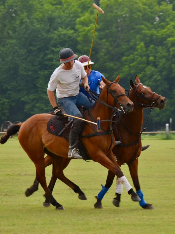 Blowout Mountain - Race horse adopted through Arkansas Thoroughbred Retirement and Rehabilitation