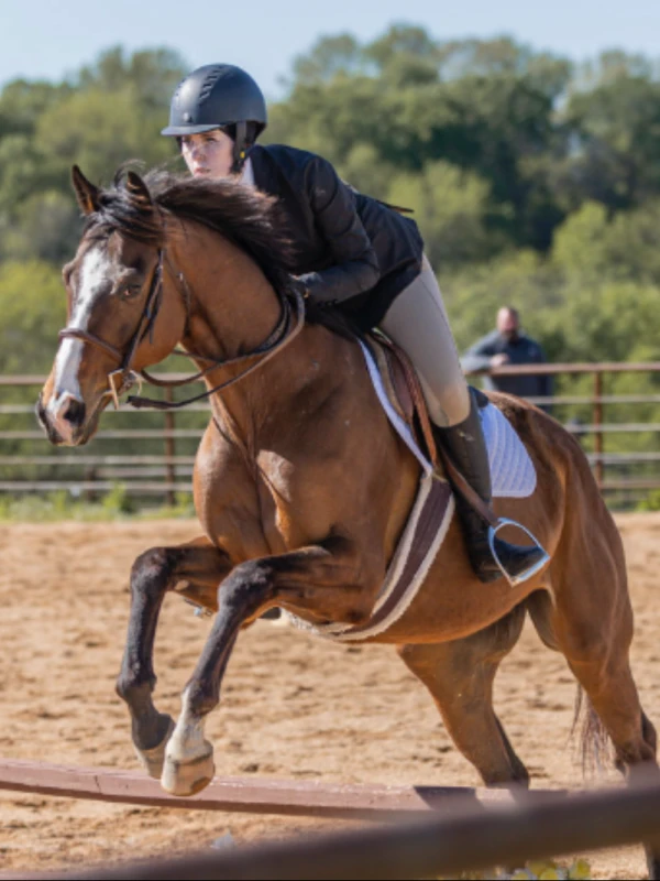 "Harleezy" - race horse adopted through racehorseadption.com